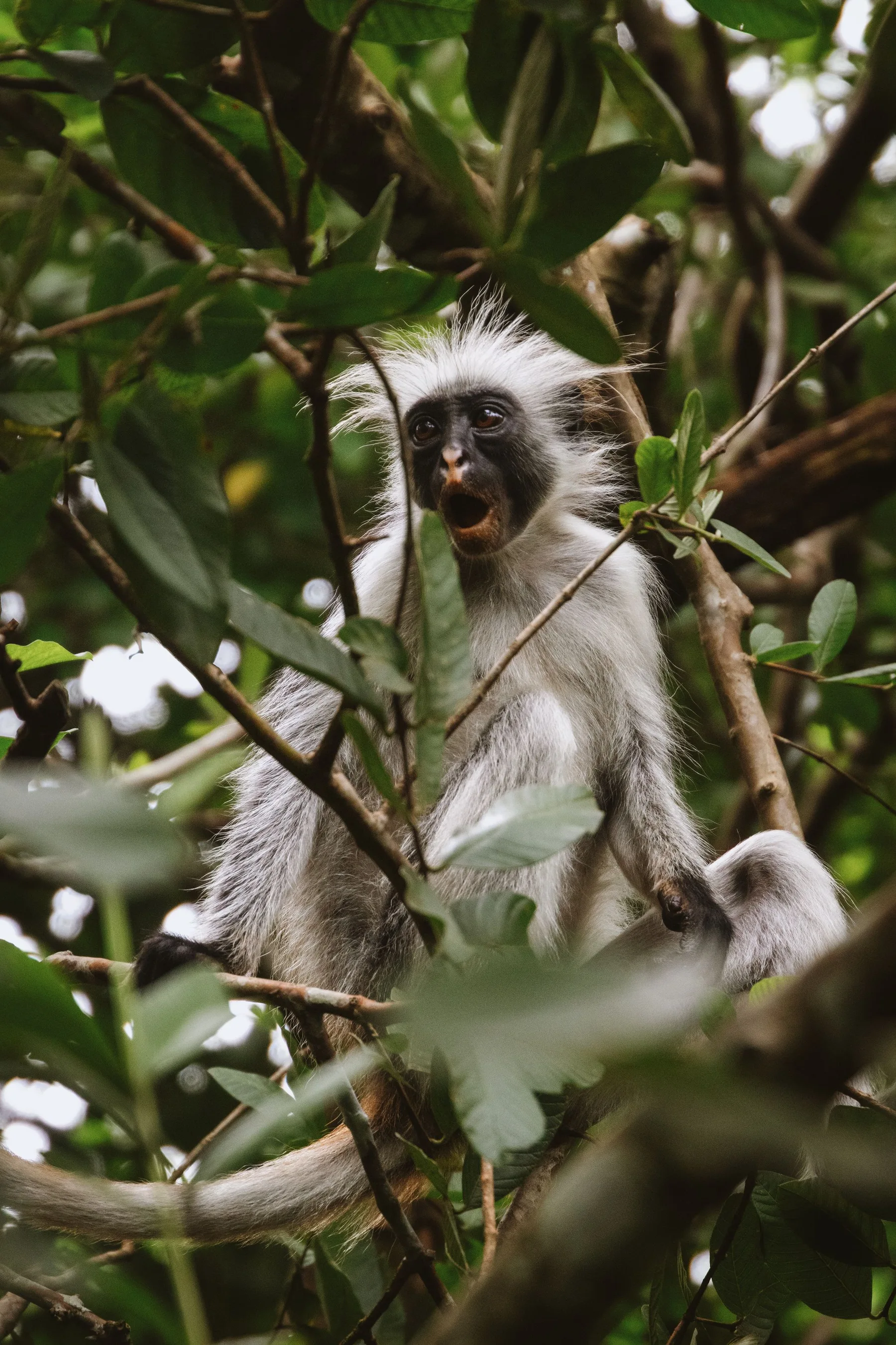 A red colobus monkey among green leaves in Zanzibar